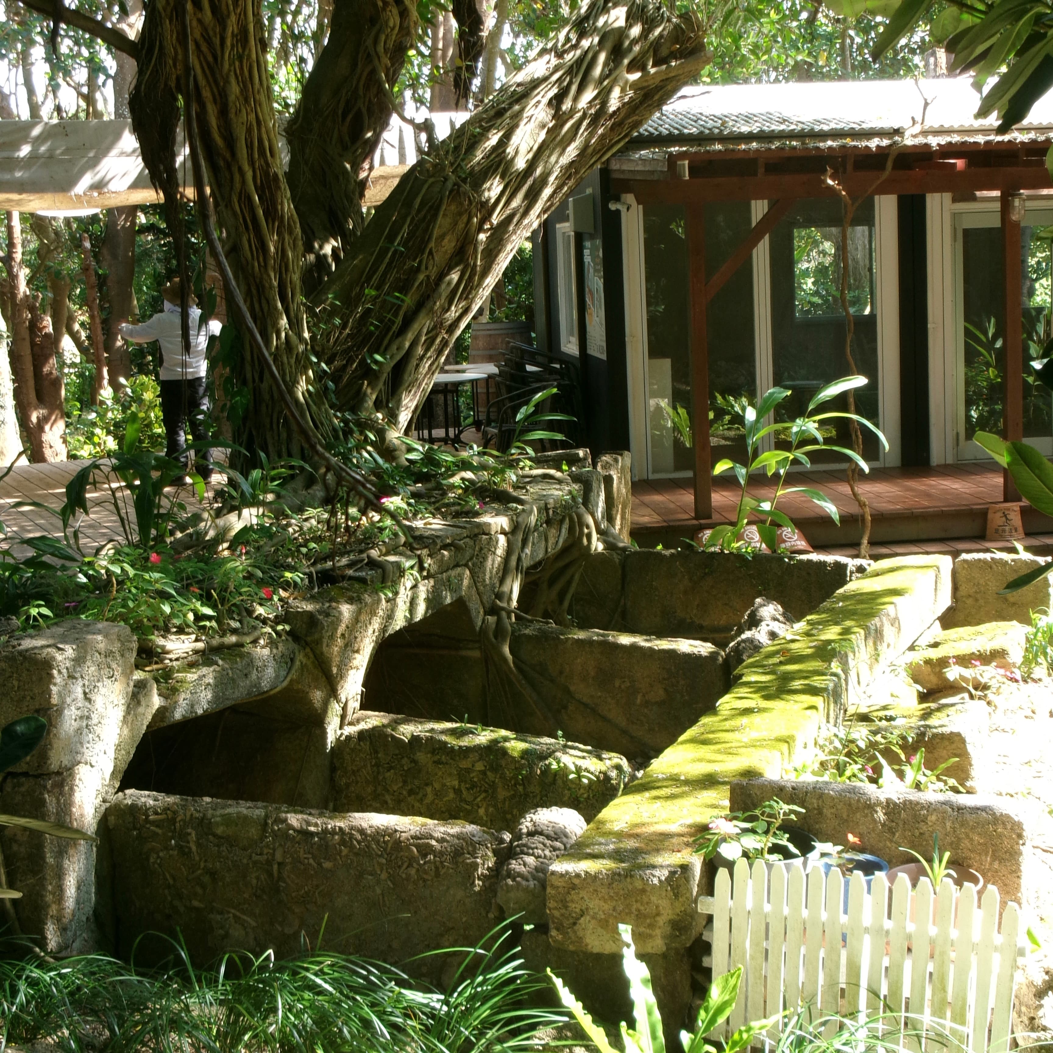 Fukugi Namiki, Okinawa, Japan