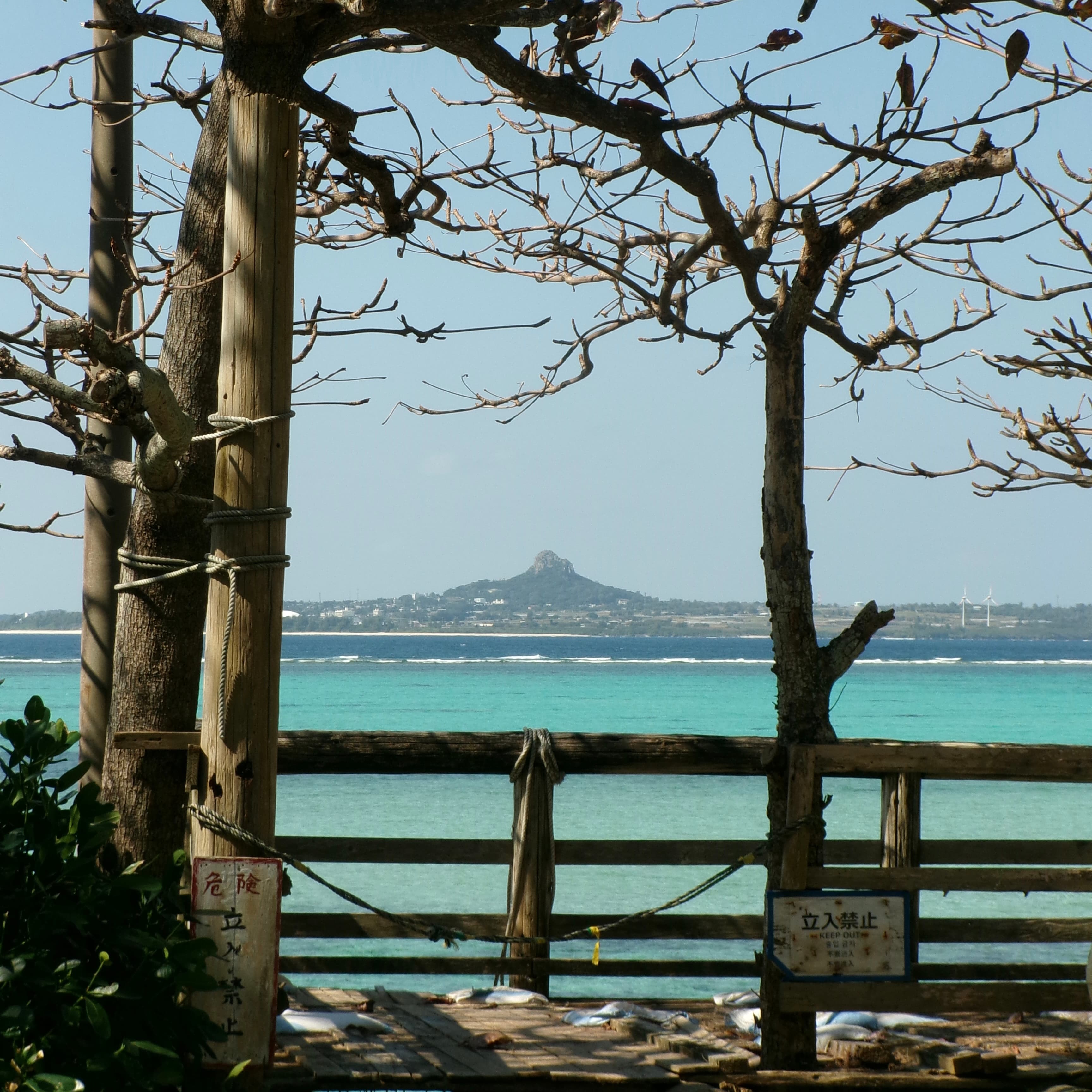 Fukugi Namiki, Okinawa, Japan