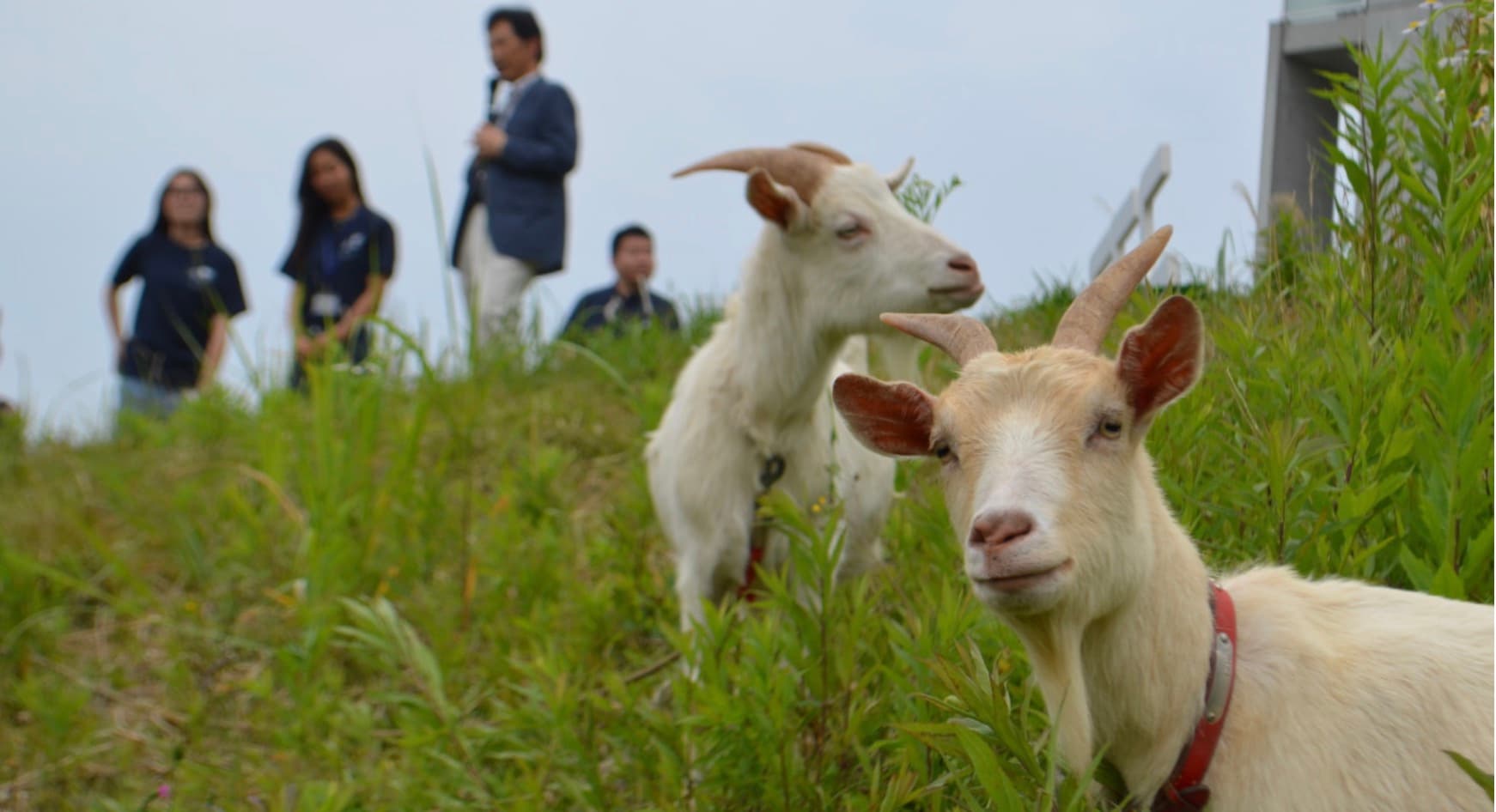 慶応大・イータヴィレッジ 双子の草刈りヤギが入寮 学生主導で誘致実現 / Twin Goats Become New Members of Keio University SFC Campus—Started from Dorm Manager's Joke: "Wish We Had Goats" While Weeding