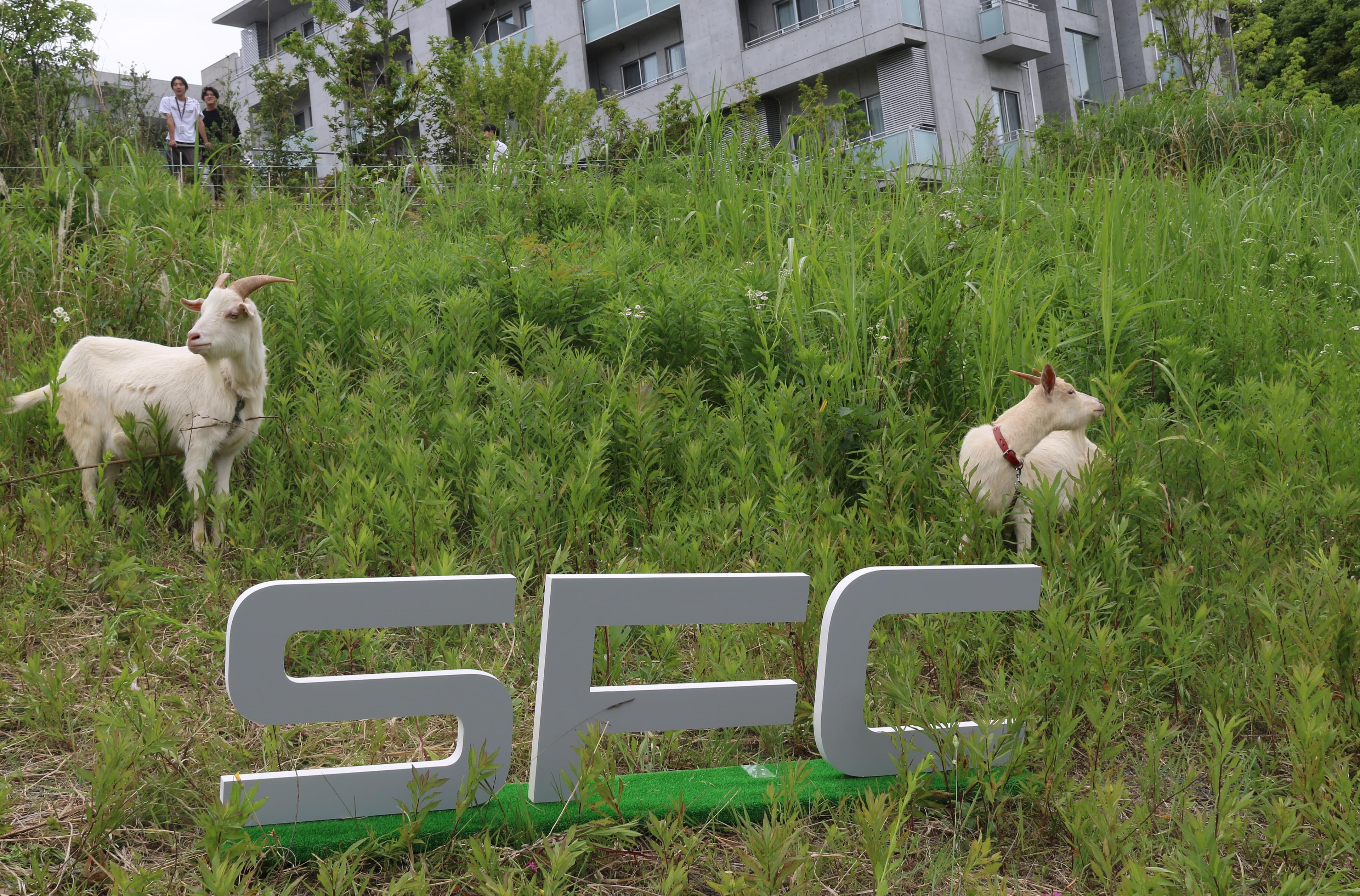Ηヴィレッジに双子のヤギが入寮 ー学生主導のヤギプロジェクトー / Twins Goat Project: Twin Goats Move into Village Dormitory